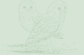 b-owl green small