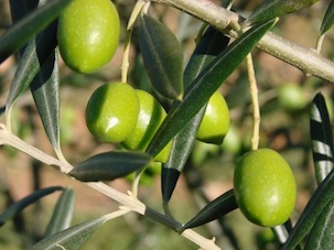 olives small